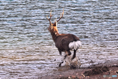 岸辺を逃避後再度ダム湖へ