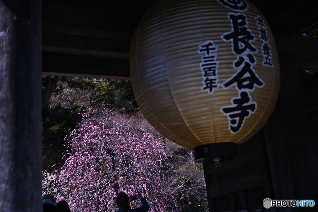 長谷寺千三百年の大提灯