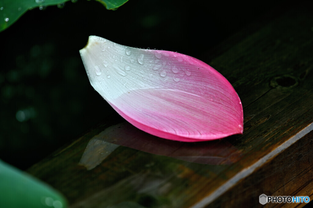 花びらの水盆