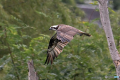 捕獲へ河川敷飛翔Ⅲ