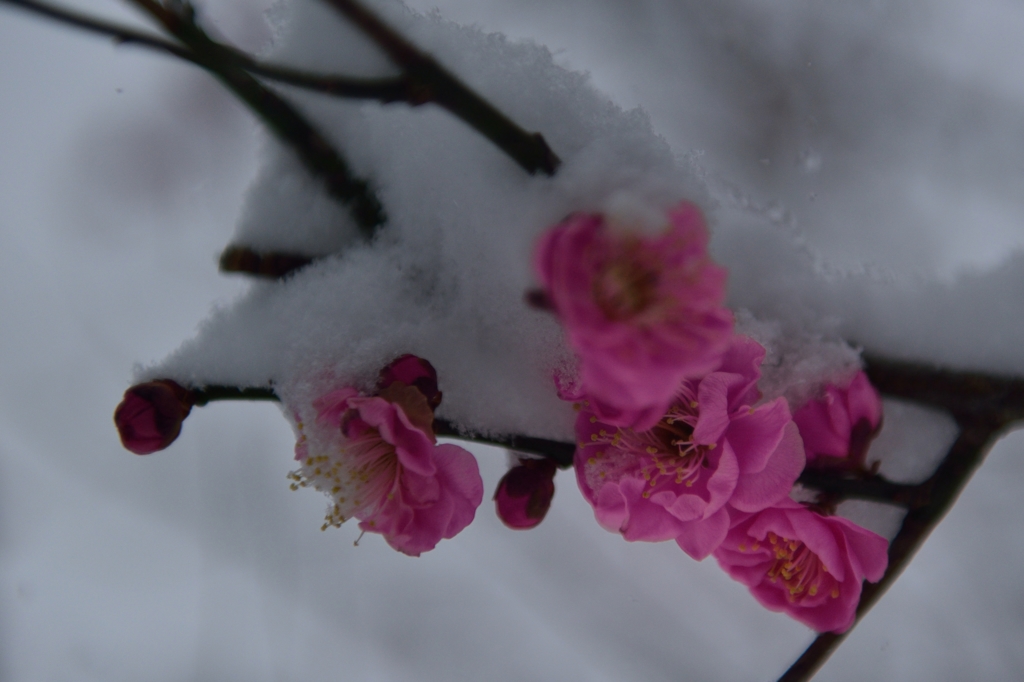 ”雪まみれ”