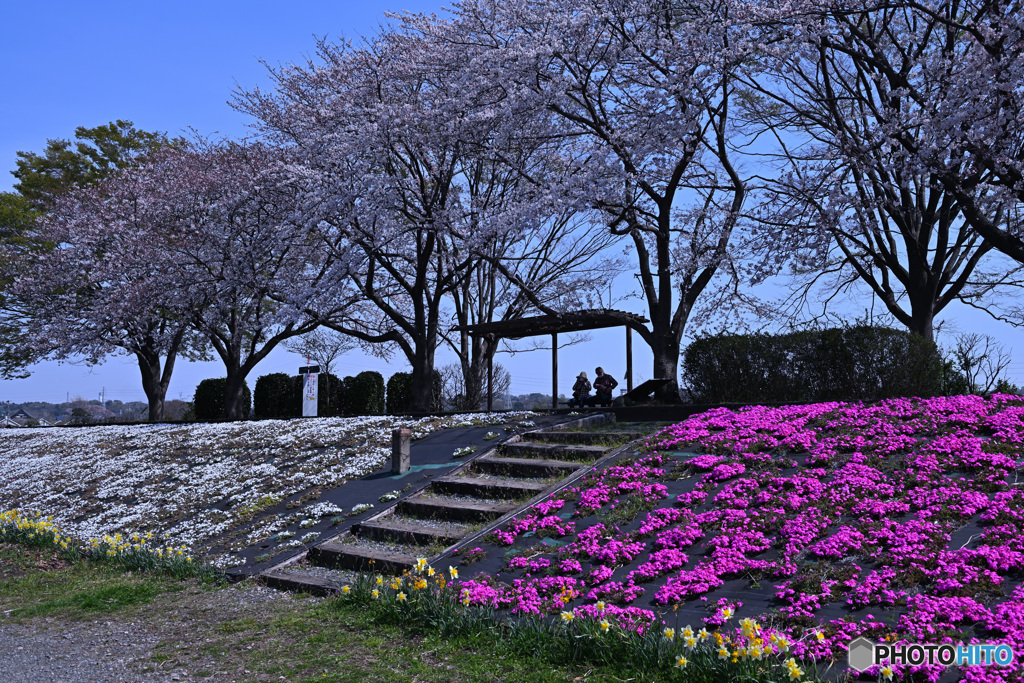 河川敷を彩る桜と芝桜