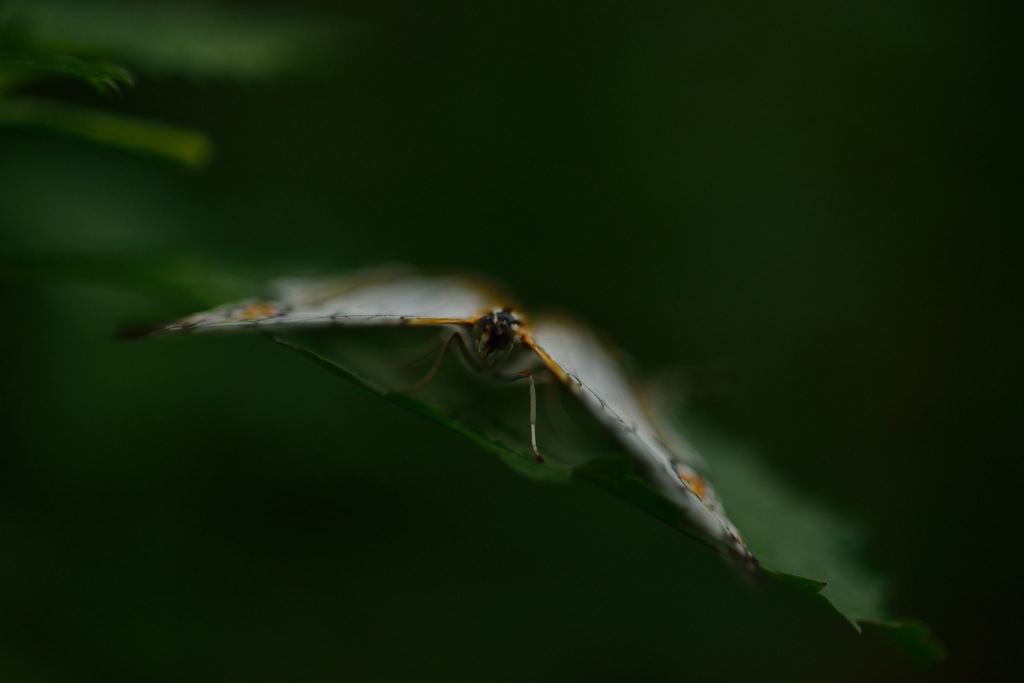 飛立ち準備完了！