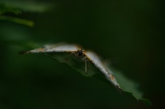 飛立ち準備完了！