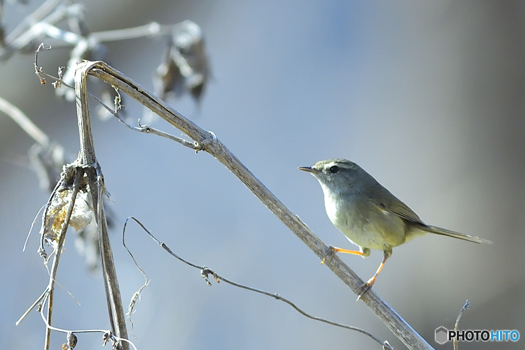 藪から一瞬の顔だし
