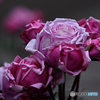 縮れ家系の薔薇