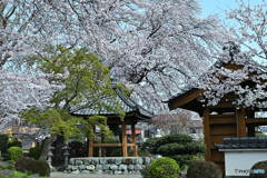 鐘楼を飾る桜とモミジ