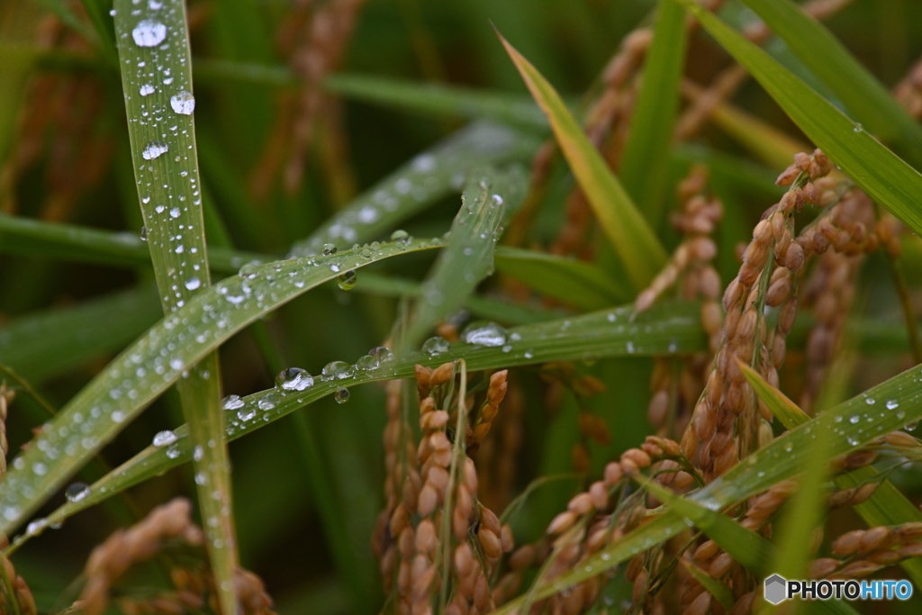 稲刈り前の煌めき