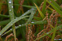 稲刈り前の煌めき