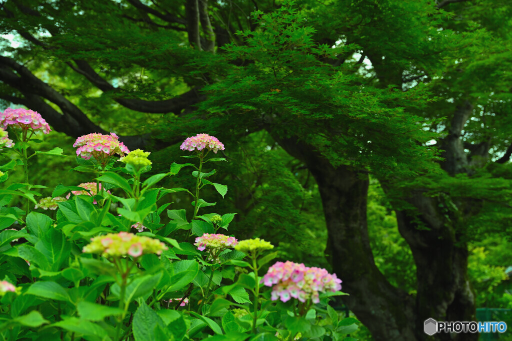 箱根の紫陽花開花状況