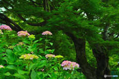 箱根の紫陽花開花状況