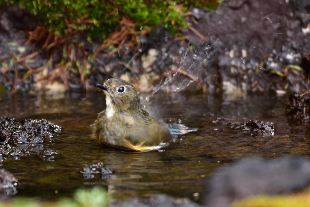 ルリの水浴　”富士野鳥”