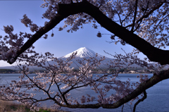 桜の額で飾る