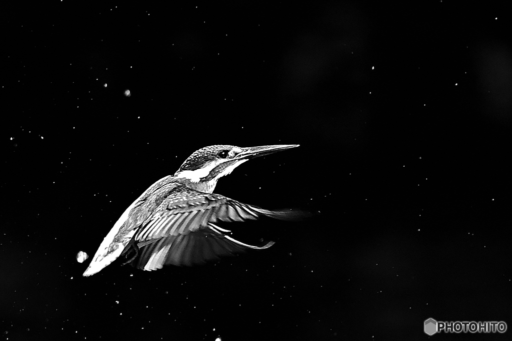 星空に羽ばたく翡翠Ⅱ。。