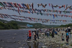 相模の鯉のぼり（1）