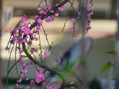 ”恋しい弥生”