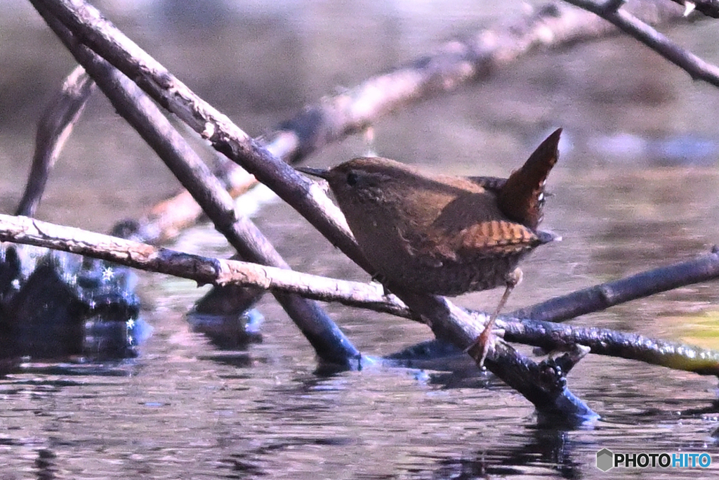 せせらぎの藪にミソッチ