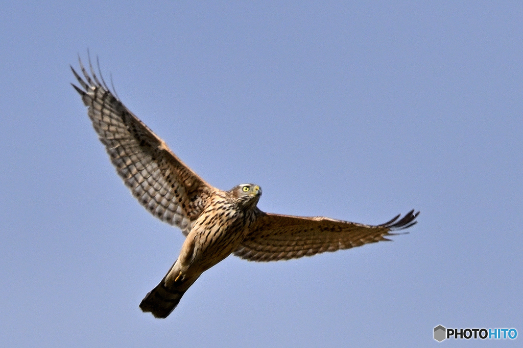 狩に不慣れな大鷹若