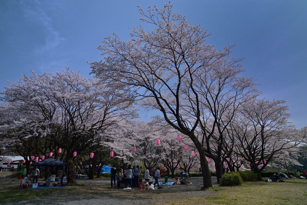 ~花見の賑わい~~~