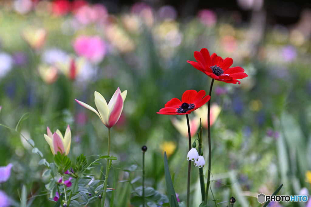 ゴチャの花園