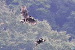 熊鷹の縄張り争い