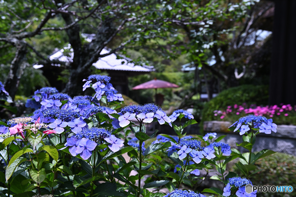梅雨晴れに眩しい海蔵寺