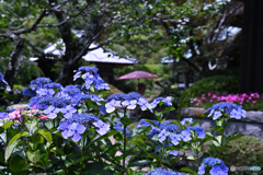 梅雨晴れに眩しい海蔵寺