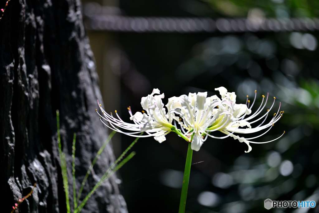 猛暑にもキリリの白花彼岸花