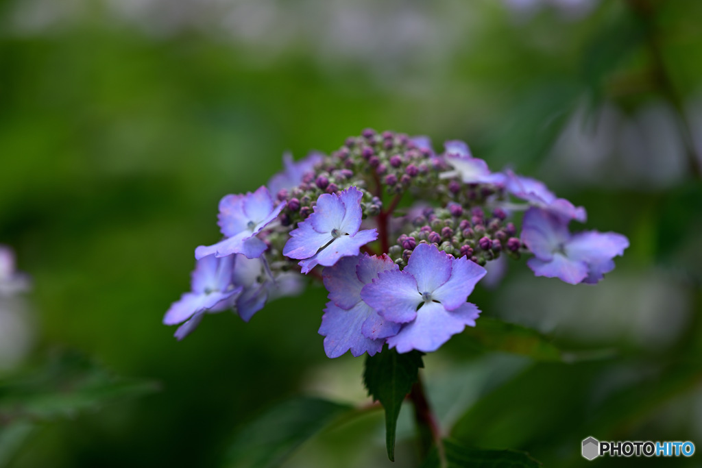 ”華の雫”の名で出ています
