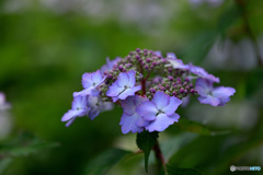 ”華の雫”の名で出ています