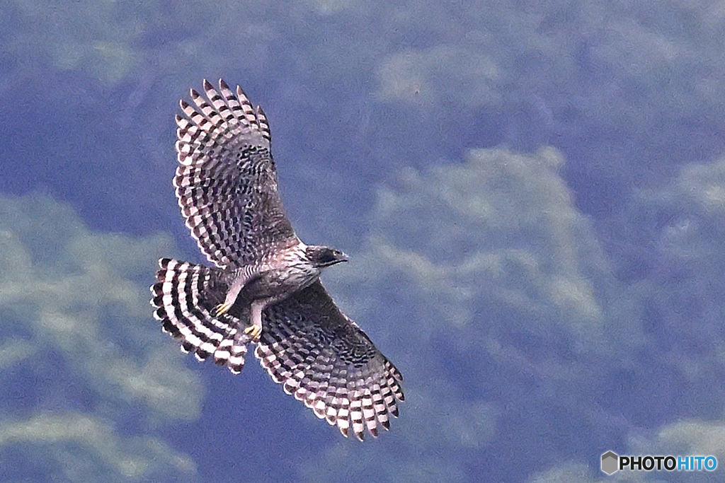 朝もやに飛翔の熊鷹