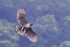 朝もやに飛翔の熊鷹