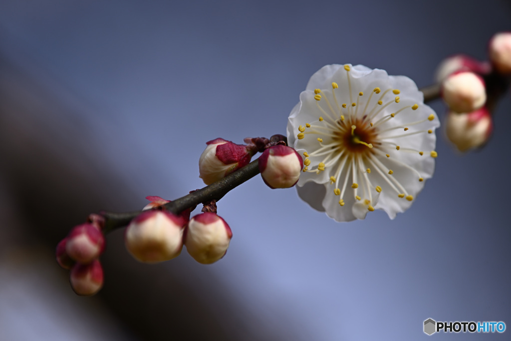 弾ける白梅蕊花火