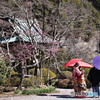 前撮りで賑わう海蔵寺