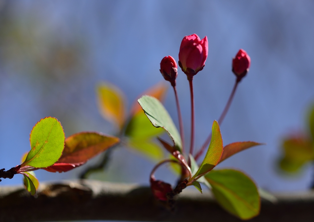 ～　小さい花見つけ！　～～