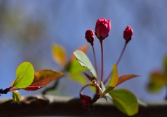 ～　小さい花見つけ！　～～