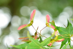 ”タケコプター”