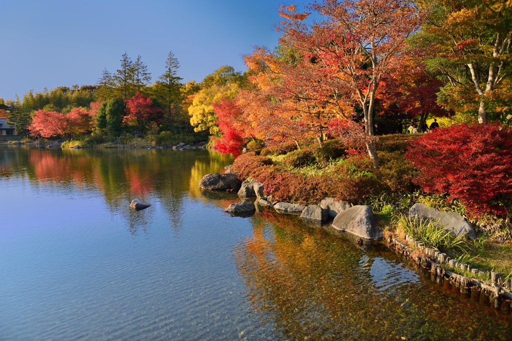 “公園のもみじ燃え”