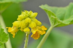 可憐な花にはご用心！