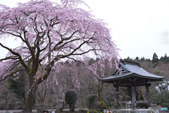 霧雨にしっとり濡れる枝垂れ桜