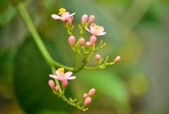 ～ナンヨウザクラ（1）～