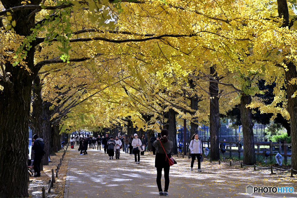 かたらいの銀杏並木