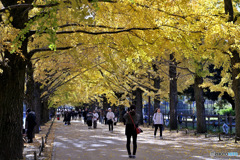 かたらいの銀杏並木