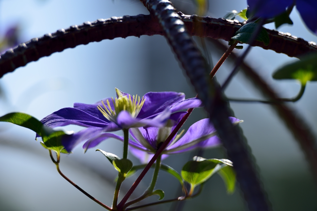 ”籠の花”