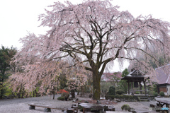 雨に枝垂れる古寺の桜