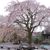 雨に枝垂れる古寺の桜