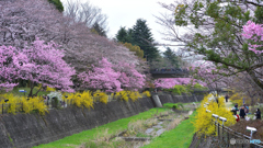 昭和記念公園と言えば