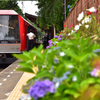 あじさいの里の赤い電車