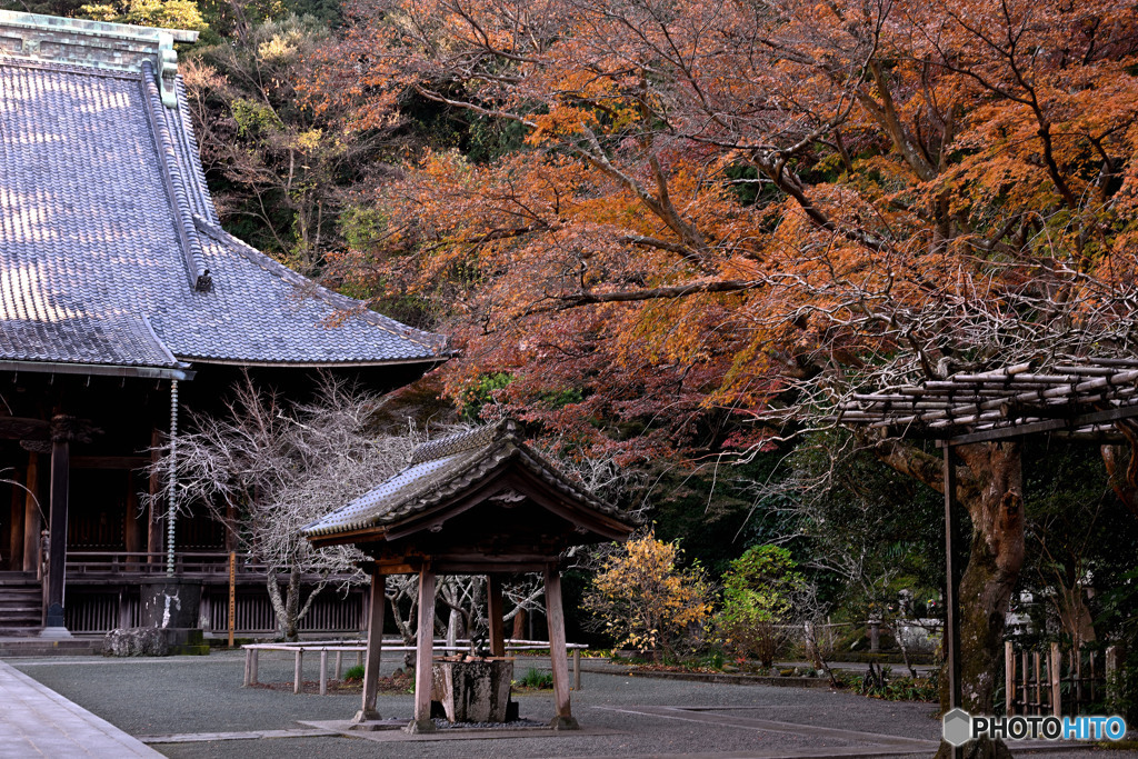 まだ見頃な鎌倉寺院