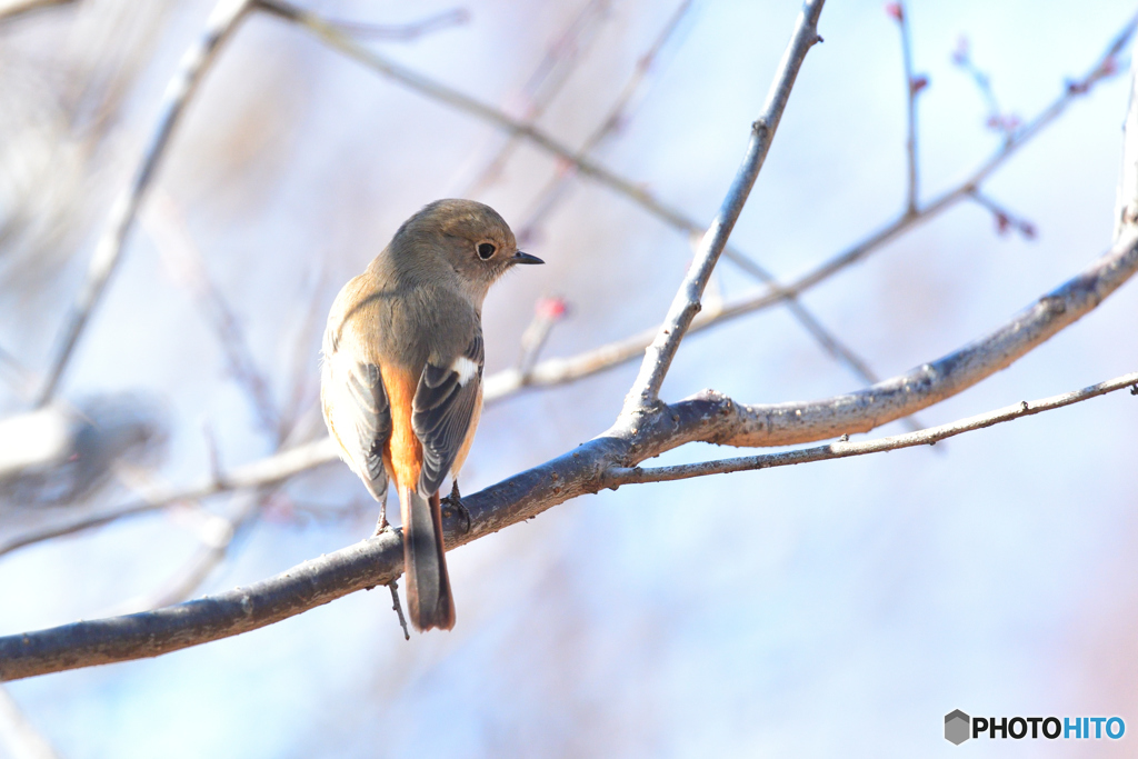 春はまだかな